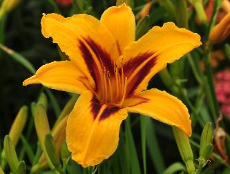 Hemerocallis 'Bonanza' closeupvn