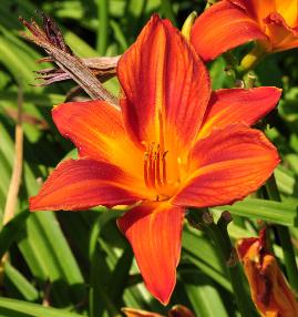 Hemerocallis 'Buzz Bomb' closeup bloem 