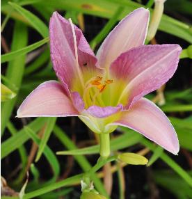 Hemerocallis 'Catherine Woodbury' vnn