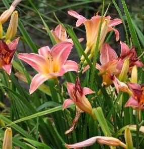 Hemerocallis 'Cherry Cheeks' 