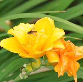 HEMEROCALLIS 'CONDILLA' VN