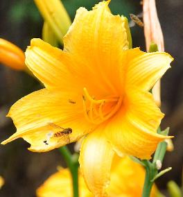 Hemerocallis Dutch Beauty vn