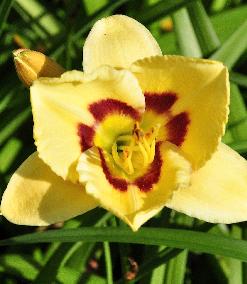 Hemerocallis 'El Desperado' closeup