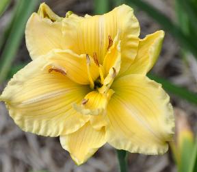 Hemerocallis 'Ellen Christine'