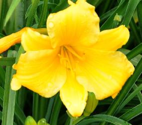 Hemerocallis 'El nino ' 