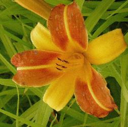 Hemerocallis 'Frans Hals' 2