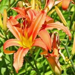 Hemerocallis fulva 'Rosea'