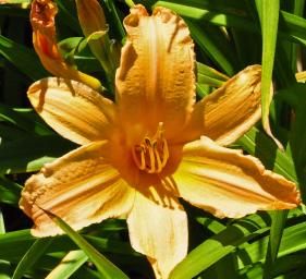 Hemerocallis  'George Cunningham' closeup