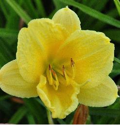 Hemerocallis 'Happy Return' closeup vn