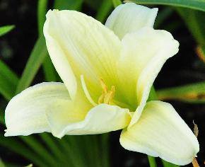 Hemerocallis 'Ice Carnaval'