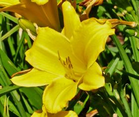 Hemerocallis 'Jake Russell' vn