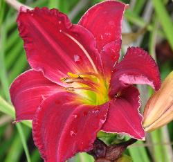 Hemerocallis 'Judy Rapsody'