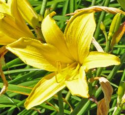 Hemerocallis 'Lark Song' closeupbloem