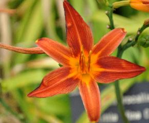 Hemerocallis Littlewine cupvn