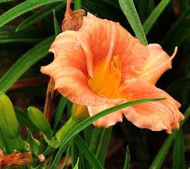 Hemerocallis 'Longfields Conchita 'Heemskerkvasteplanten