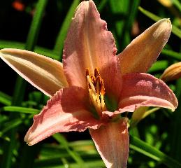 Hemerocallis 'Luxury 'Lace vn