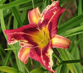 Hemerocallis 'Magic'