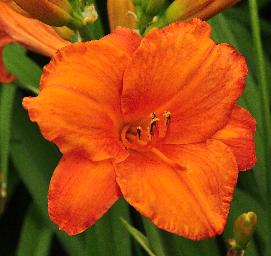 Hemerocallis 'Mauna Loa 'closeup 