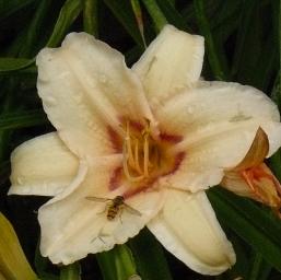 Hemerocallis 'Mistral boy' 