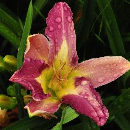 Hemerocallis 'Nile Crane' bloem foto