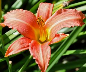 Hemerocallis 'Pink Damask' closeup