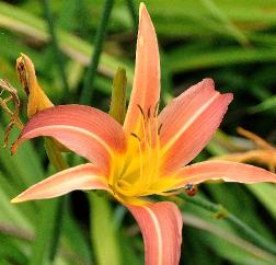 HEMEROCALLIS 'PIQUANTE' 