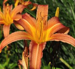 Hemerocallis 'Radiant' closeup bloem