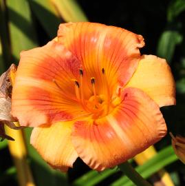 Hemerocallis 'Real Wind'closeup bloem