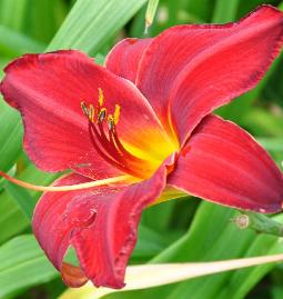 Hemerocallis 'Scarlet Oak' 