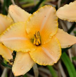 Hemerocallis 'Serena Sunburst' 2