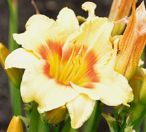 Hemerocallis 'Spits Beauty' 