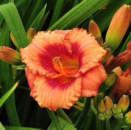 Hemerocallis 'Strawberry Candy ' closeup