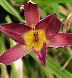 Hemerocallis 'Strutters Ball' 