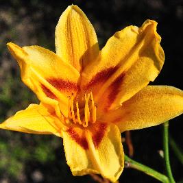 Hemerocallis 'Taj Mahal' closeup bloem