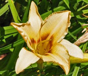 Hemerocallis 'Varsity' closeup