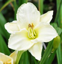 Hemerocallis 'White temptation'