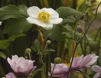 herfst-anemonen
