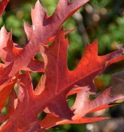 Herfstkleur Quercus palustris 'Green Pillar'