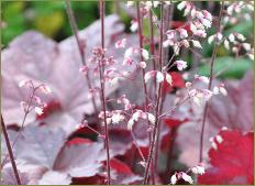 Heuchera 'Beaujolais'