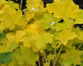 Heuchera 'Citronelle'