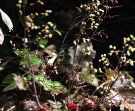 Heuchera 'Ebony and Ivory'