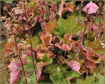 HeucheraBigTopBronzevnDarwinPlants