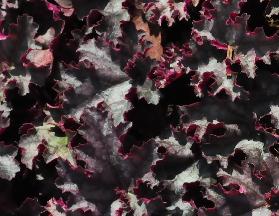 Heuchera 'Cascade Dawn'