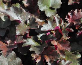 Heuchera 'Chocolate Ruffles'