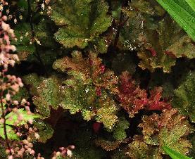 Heuchera 'Crimson Curls'