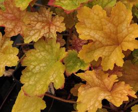 Heuchera 'Ginger Ale' vn2