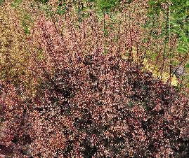 Heuchera hybride 'Dark Secret' Guido van de Steen