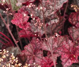 Heuchera hybride 'Magnum' bloei