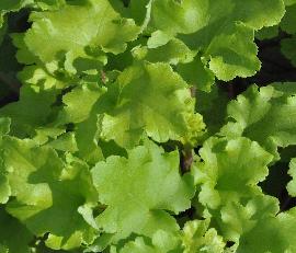 Heuchera 'Lime Marmelade' foliage