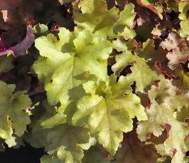 Heuchera 'Marmelade' closeup